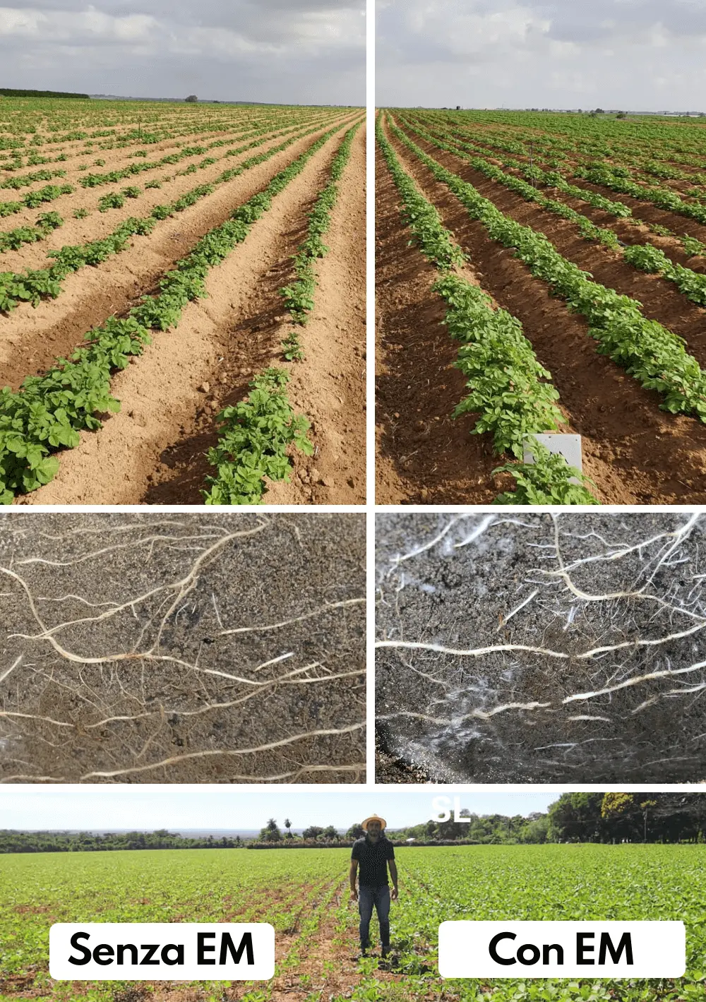 agricoltura biologica con microrganismi effettivi EM