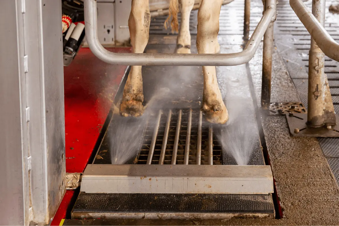 Animali più sani grazie alla Tecnologia EM® di EMITA