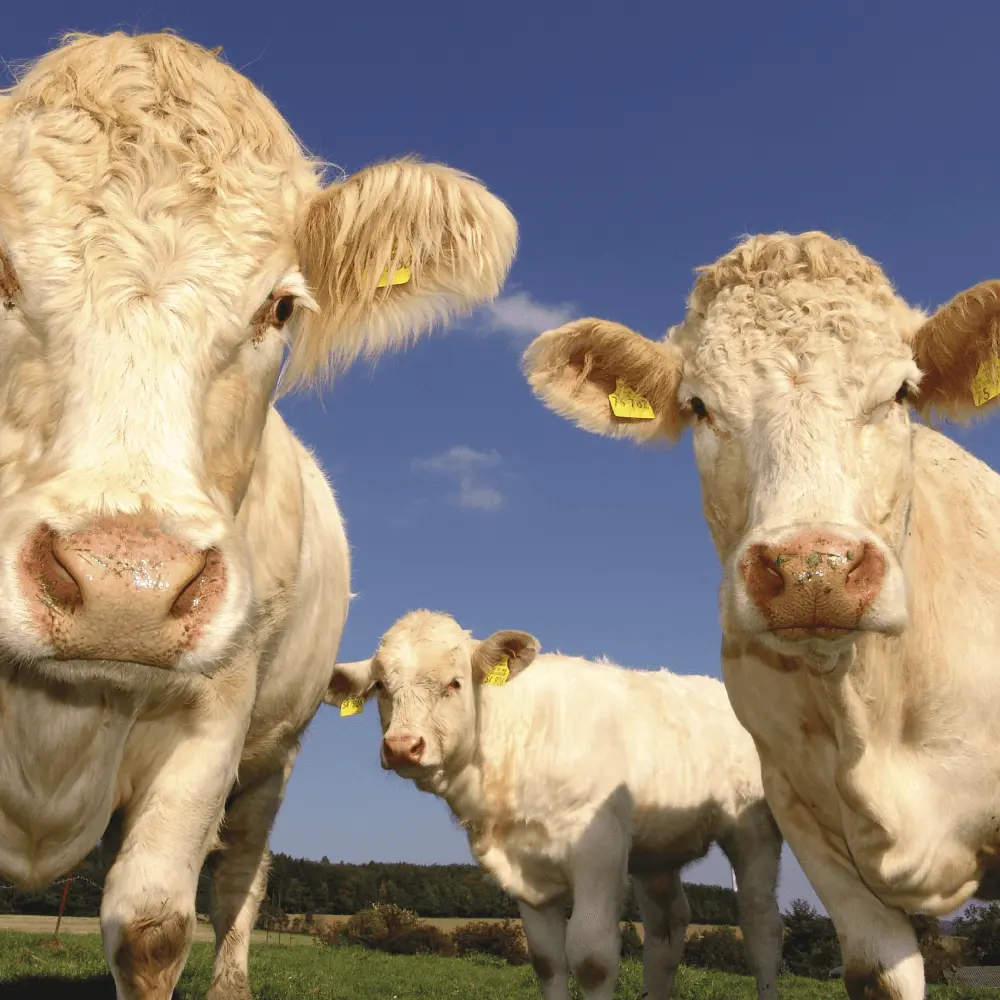 Conversione in allevamento sostenibile con la Tecnologia EM