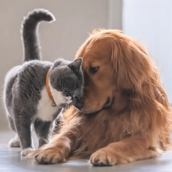 benessere e igiene naturale per animali domestici con tecnologia EM