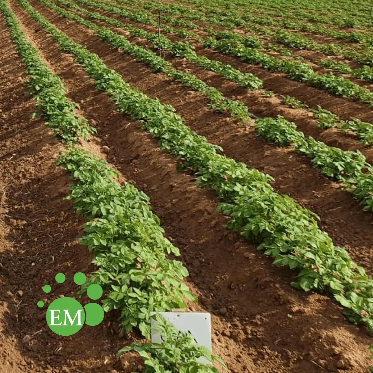 formazione pratica in campo con microrganismi EMITA per il suolo