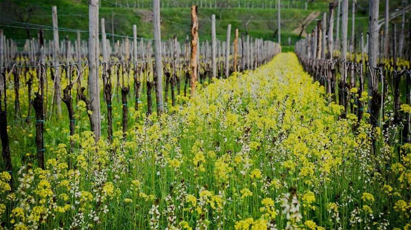 Colture di copertura (cover crops)
