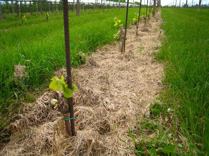 pacciamatura su vigna