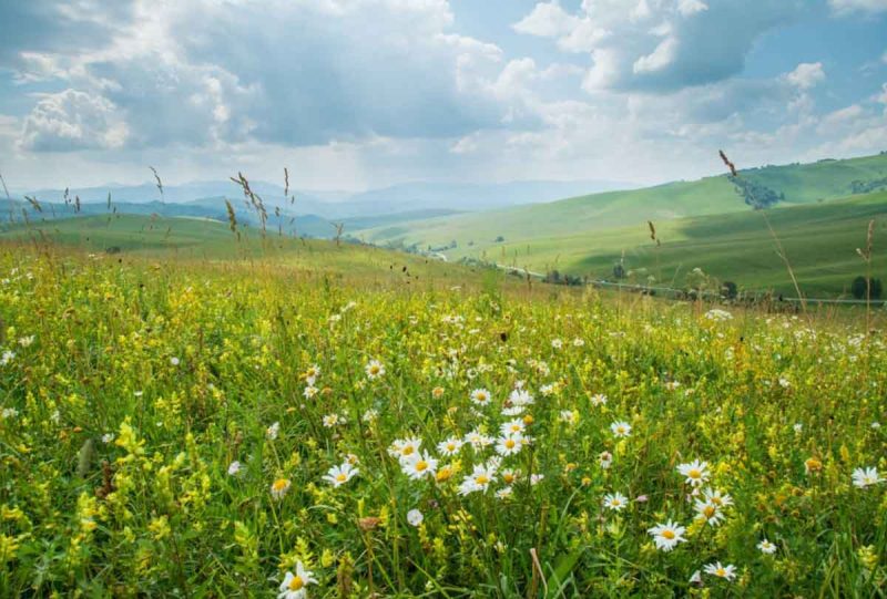 erbe spontanee rigenerano il terreno